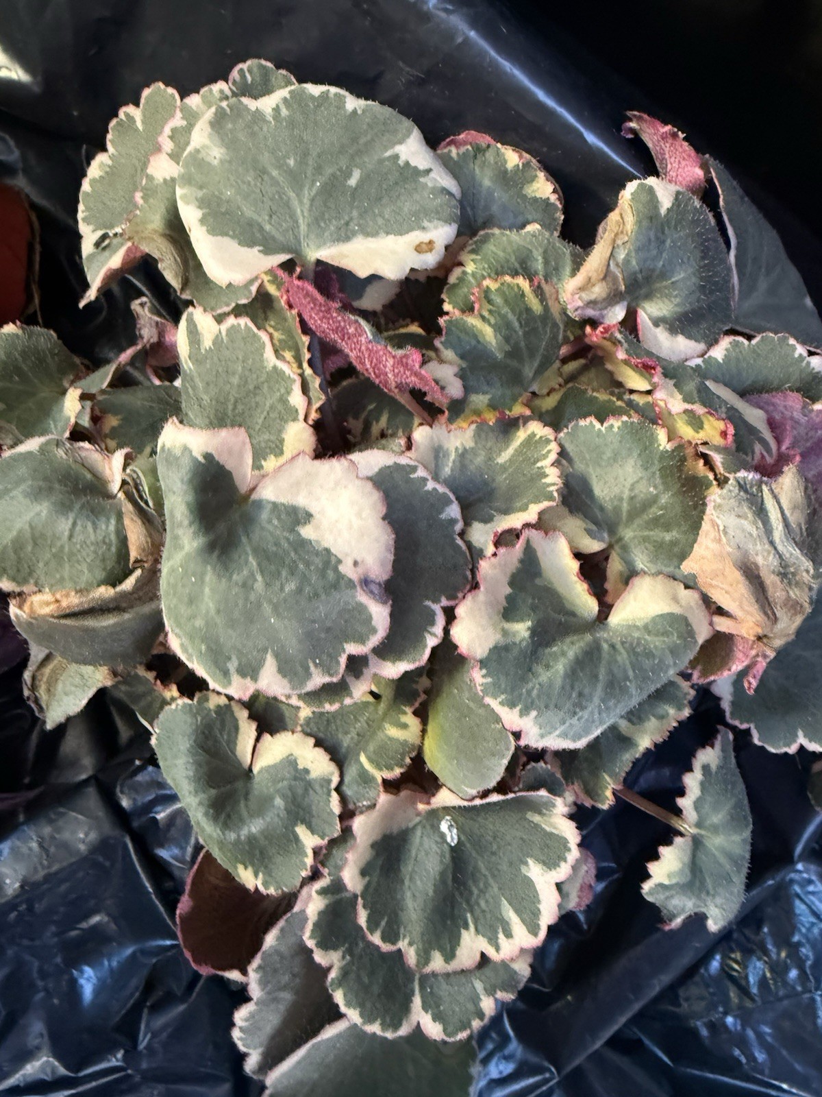 Strawberry Begonia Saxafraga Veragated live rooted plant