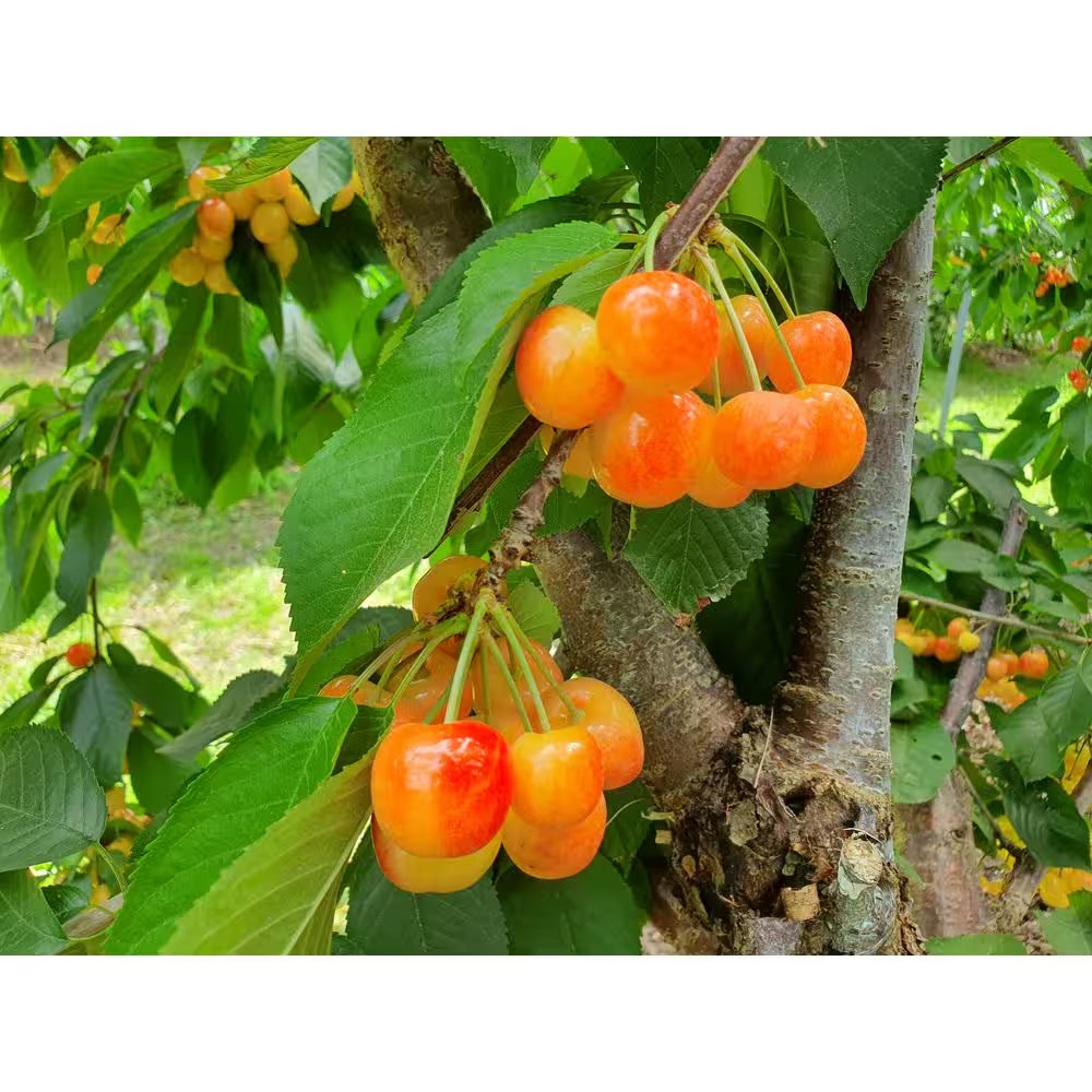 3 ft Rainier Cherry Tree with Blonde-Yellow Sweet Fruit for Garden Planting