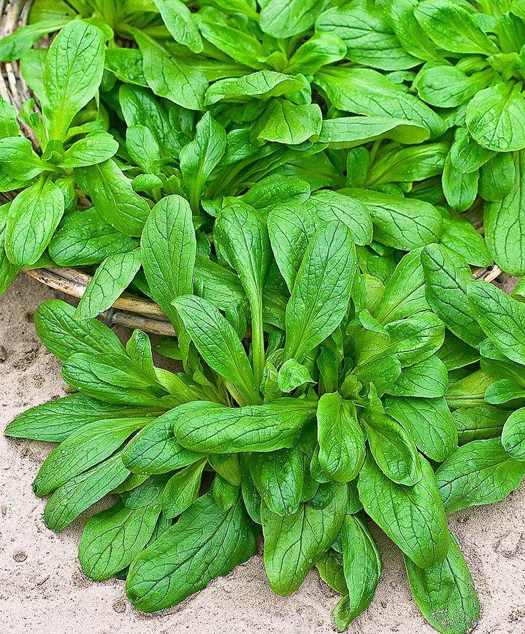 600+Dutch CORN SALAD Seeds Organic Lambs Lettuce Mache Garden Patio Container