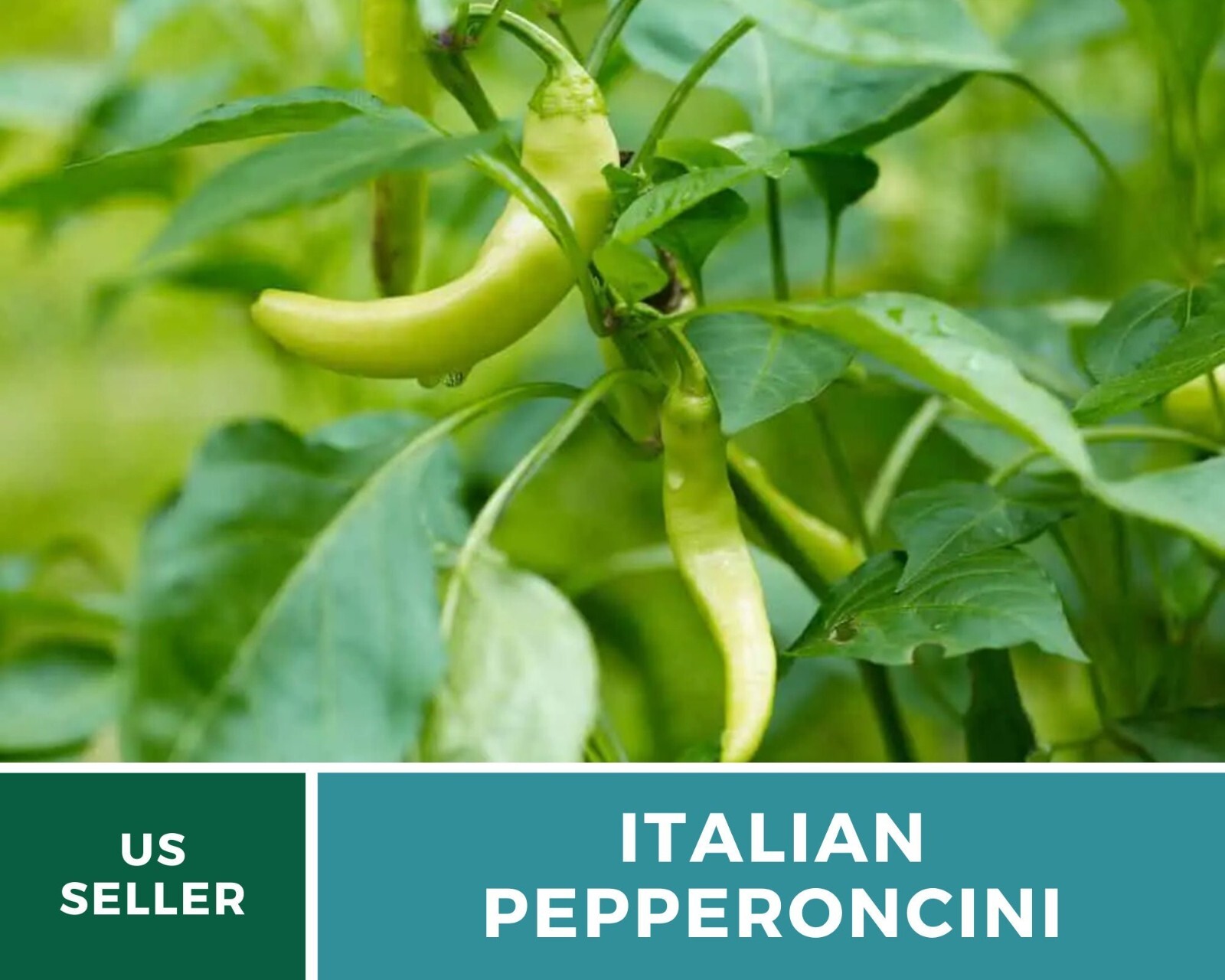 Pepper, Pepperoncini – Heirloom Seeds – GMO Free – Easy To Grow (Capsicum annuum
