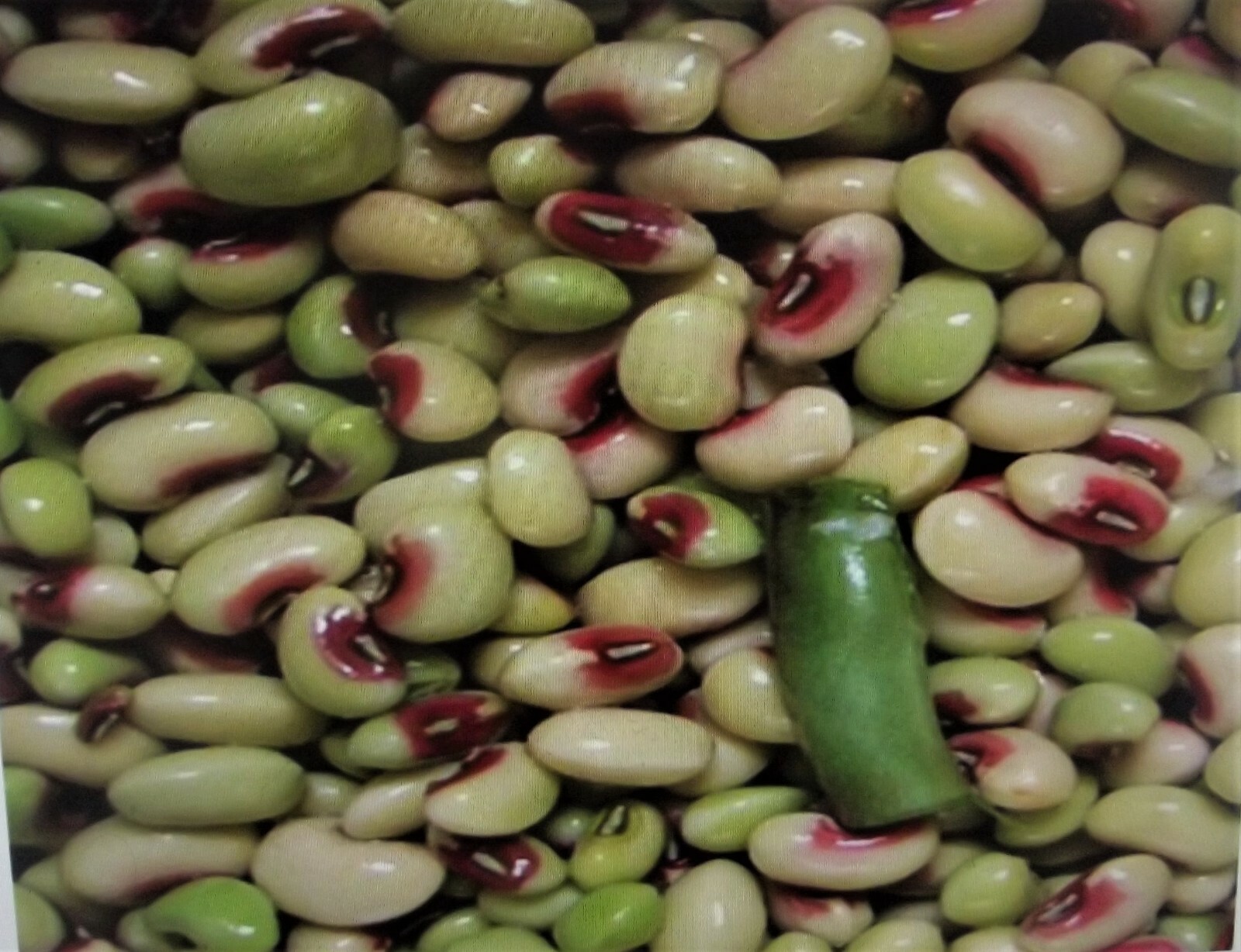 5 Lb Pinkeye Purple Hull BVR Cowpeas Benefits St. Jude