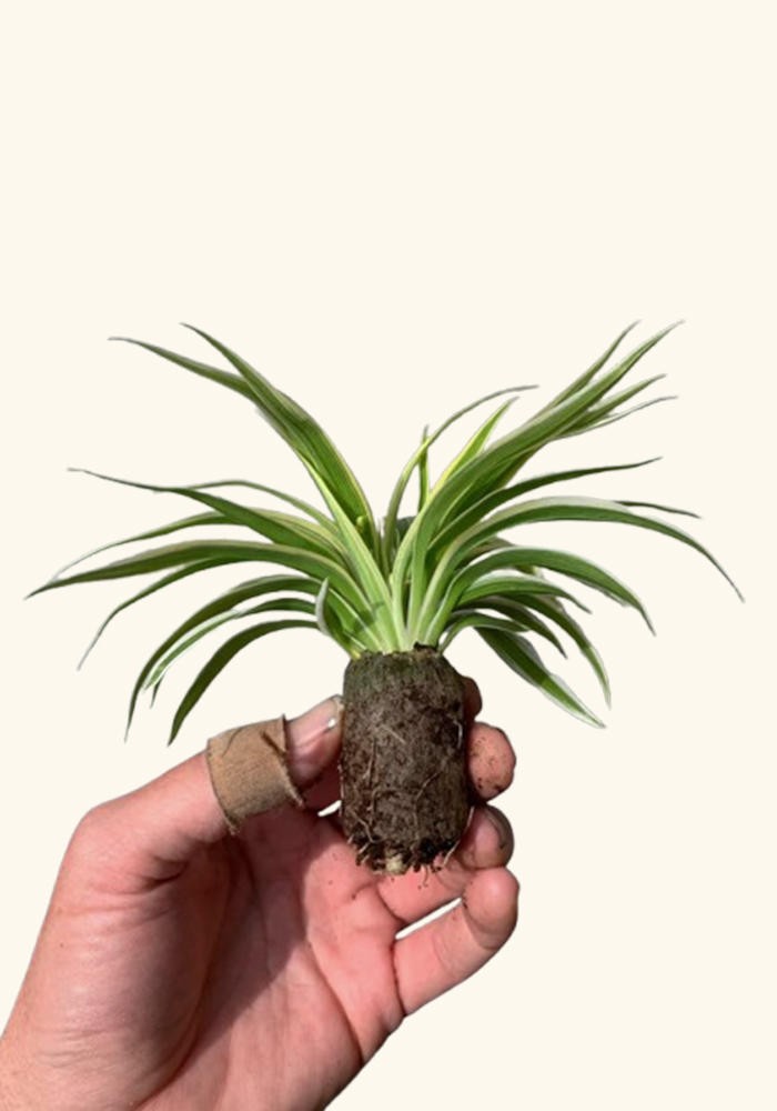 Chlorophytum Spider Variegated Rooted Starter Plants Air Plants BUY 2 GET 1 FREE