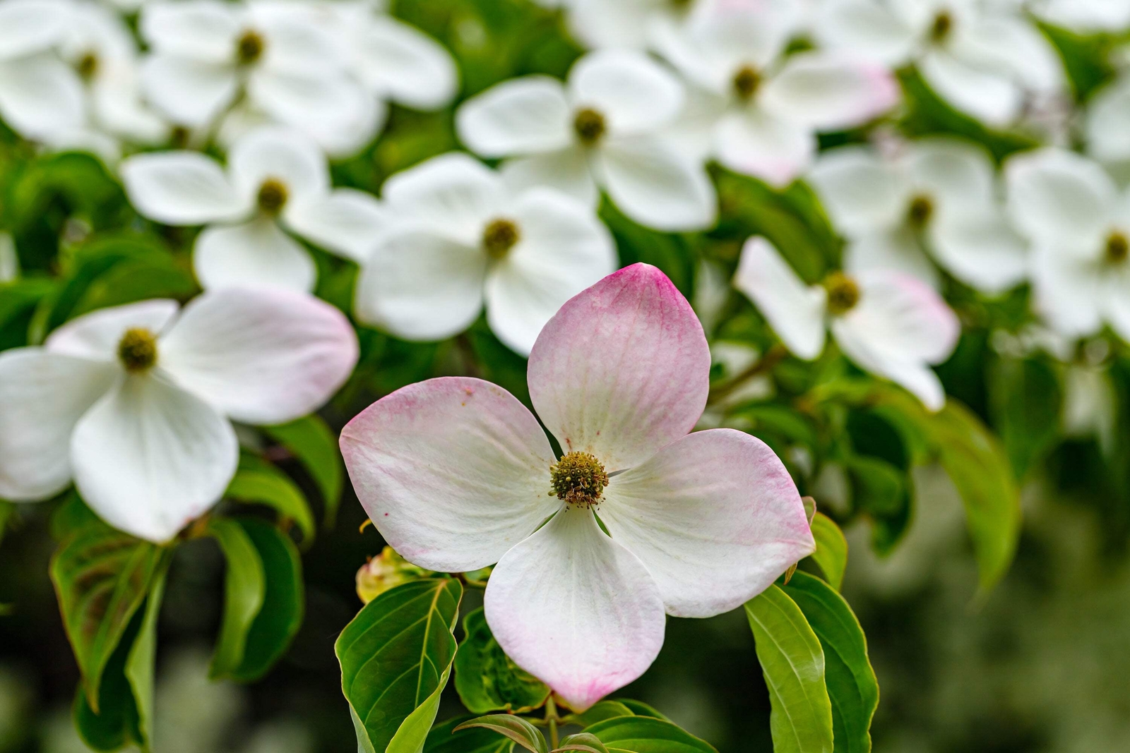 20 HIMALAYAN DOGWOOD / STRAWBERRY Tree White & Pink Flower Red Fruit Seeds