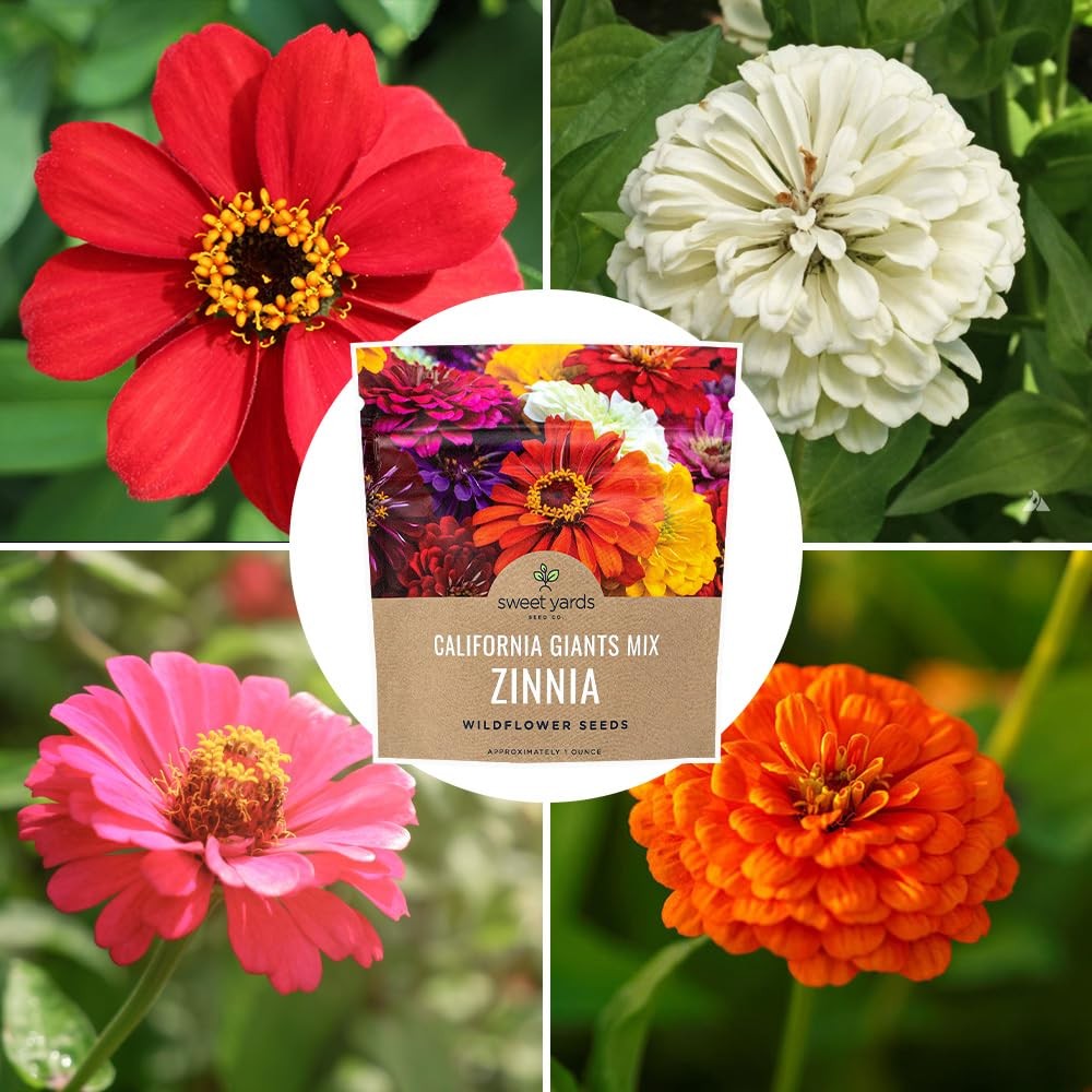 Zinnia Seeds – California Giants Mix – Large 1 1 Ounce Pouch, Multiple Colors