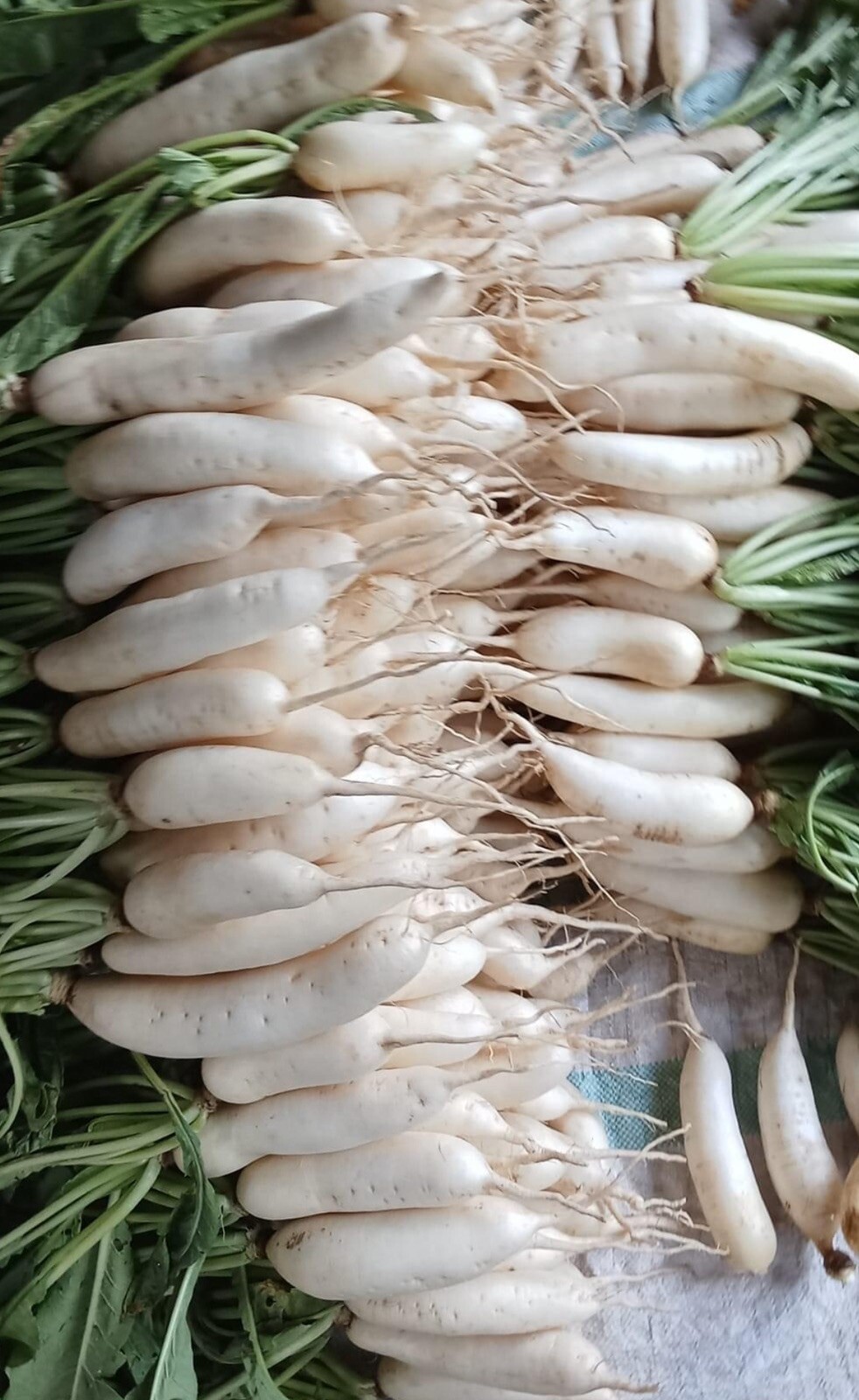 100+SEED Japanese White Icicle Radish I Labanos I Non GMO