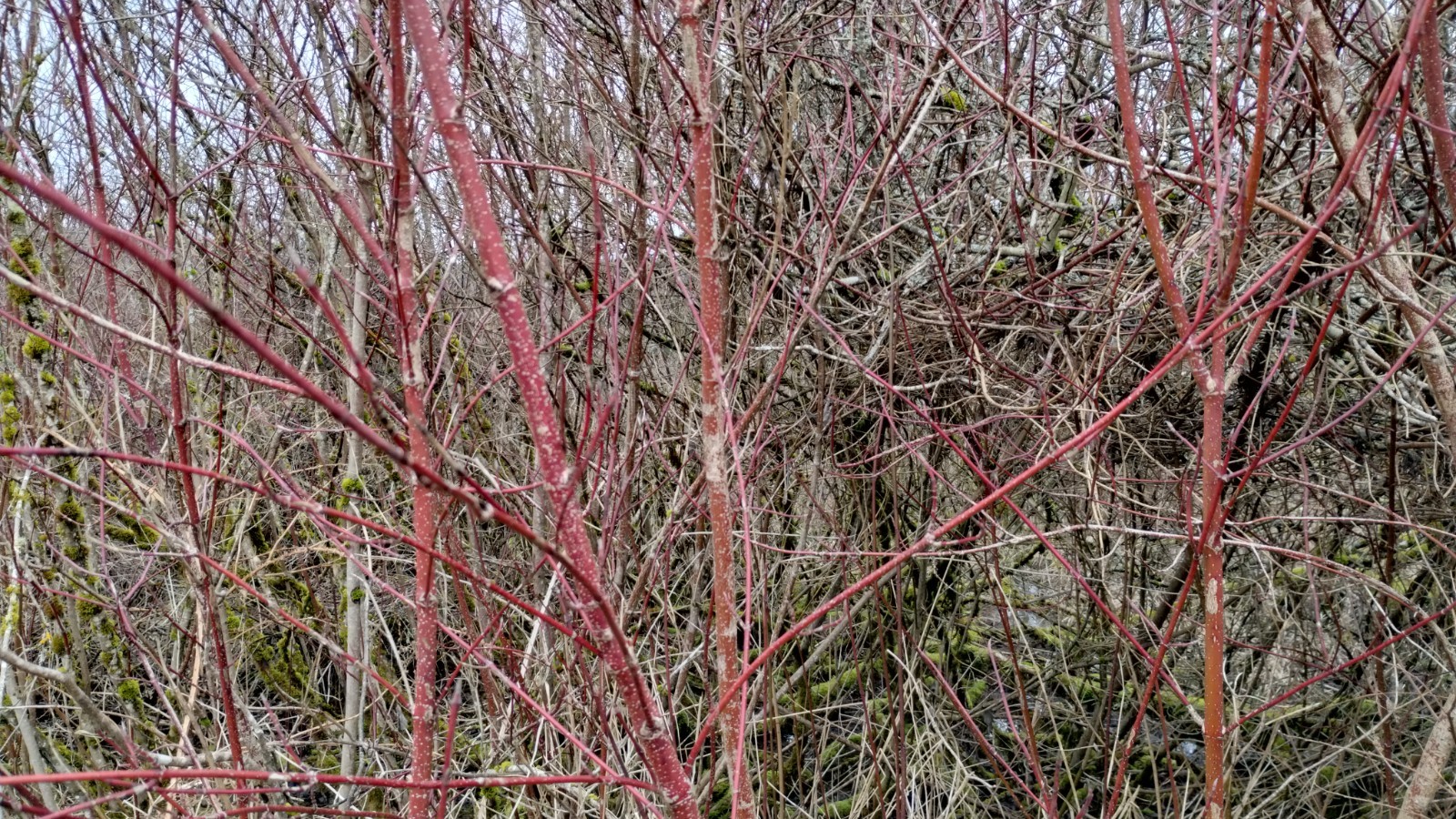 Bright Red Dogwood Cuttings to Plant – No Roots, Easy to Grow, vibrant color