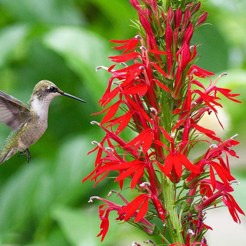 210+ Red Cardinal Flower Lobelia Cardinalis Seeds for Planting-Non-Gmo Heirloom