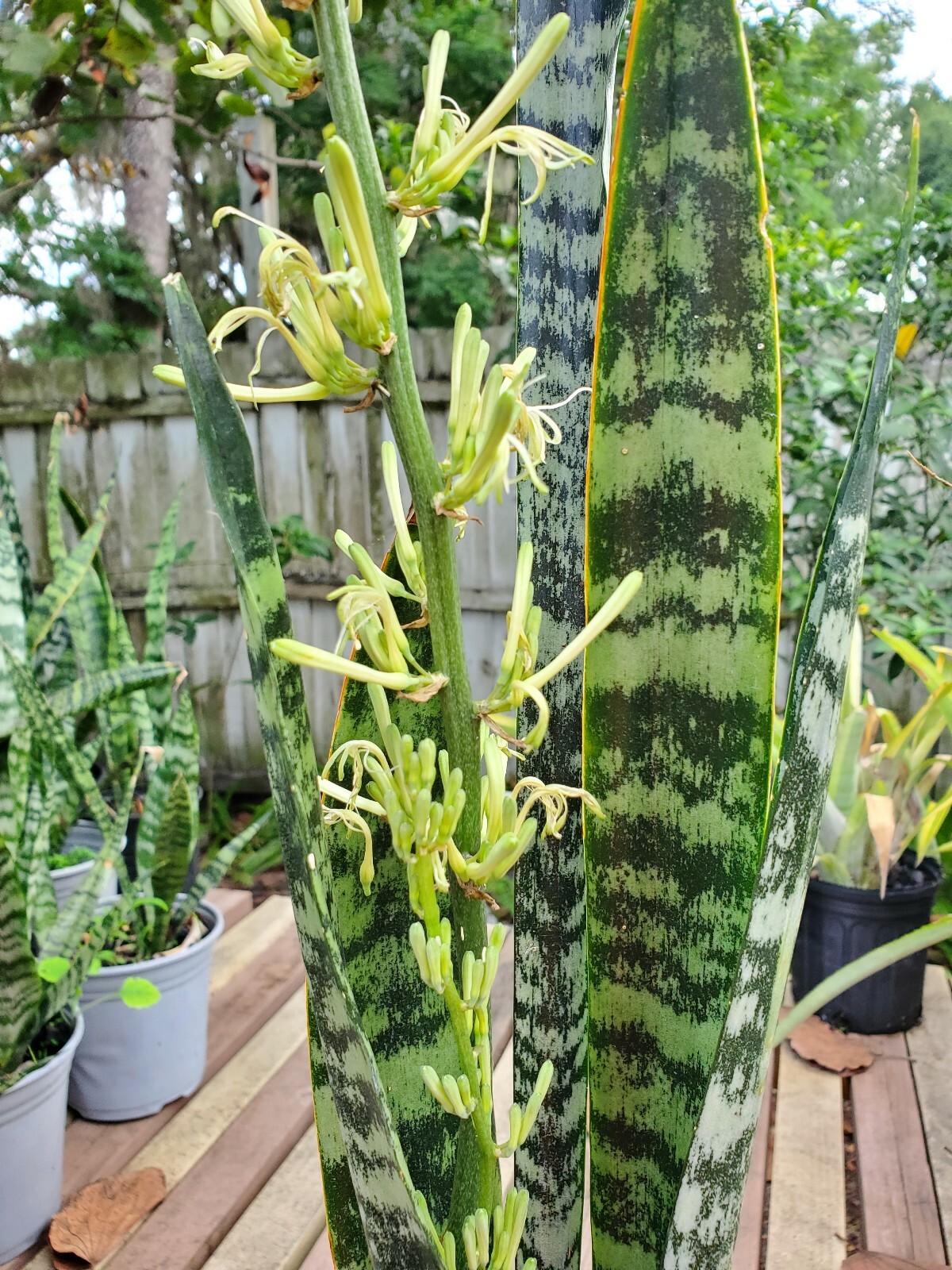 Snake Plant, 10″ + tall Mother-In-Law’s Tongue, Sanseveria Live,
