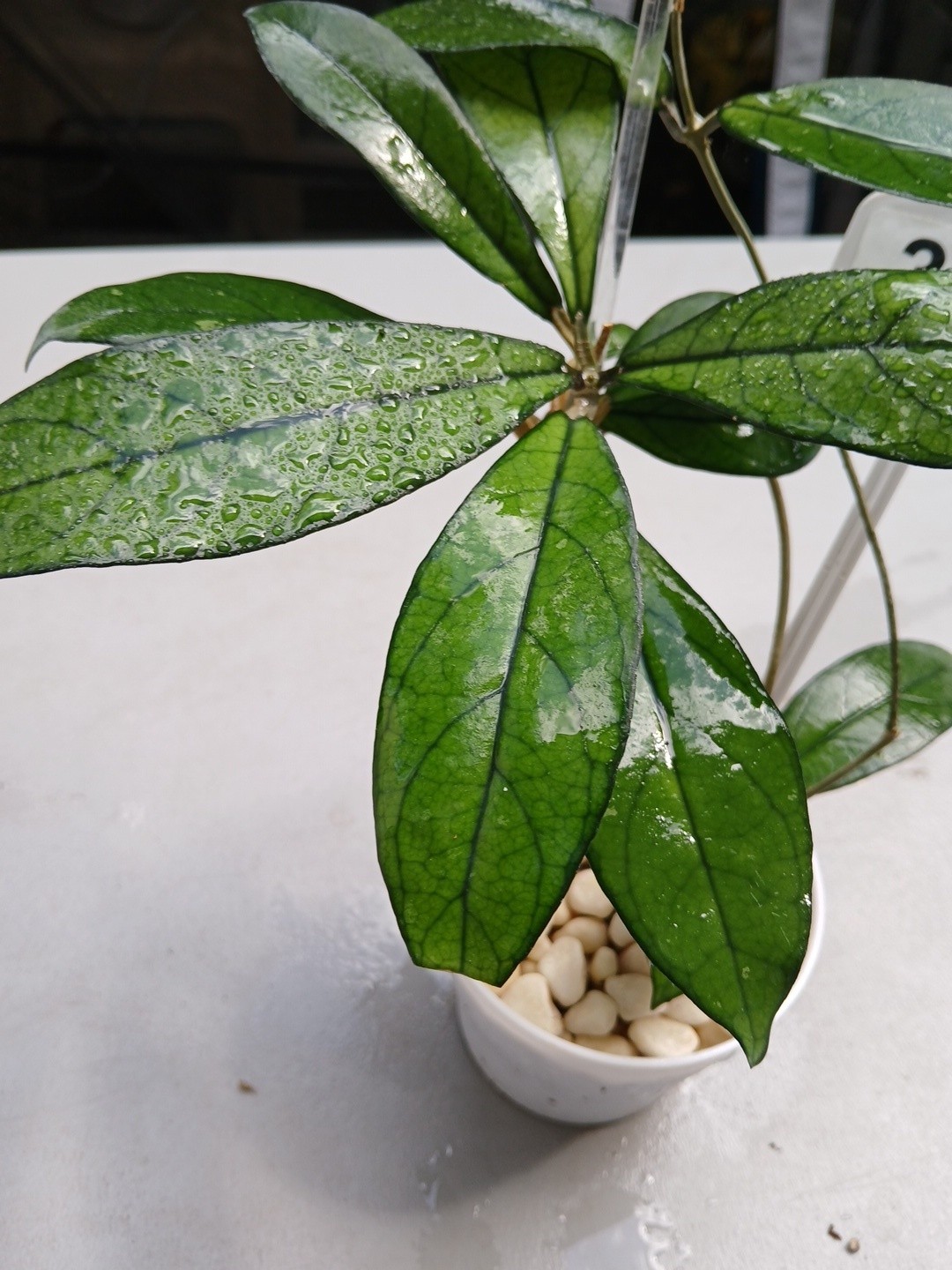#360- Hoya CRASSIPETIOLATA Green LIVE PLANT,