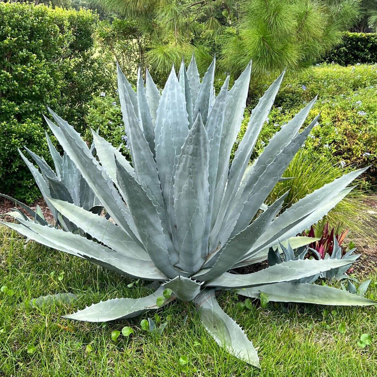 American Aloe, Century Plant Agave Americana Seeds Free Shipping!