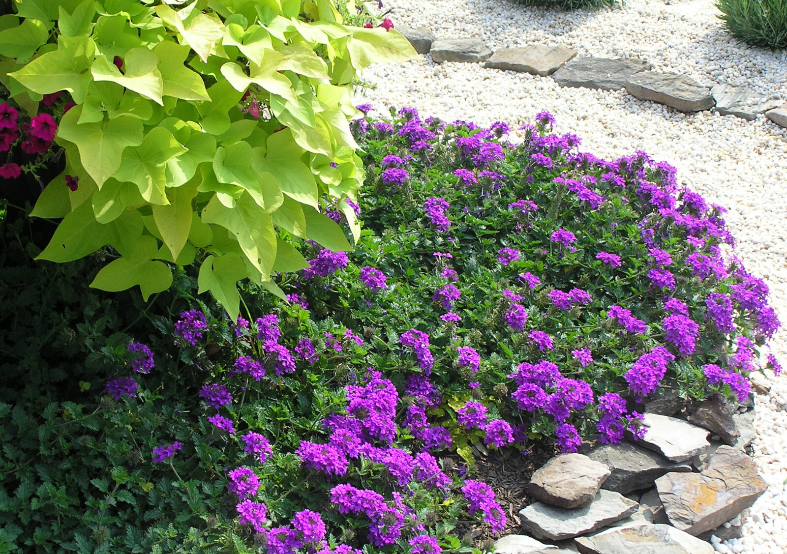 Verbena canadensis Homestead Purple 25 Plants in 3-1/2 inch Pots