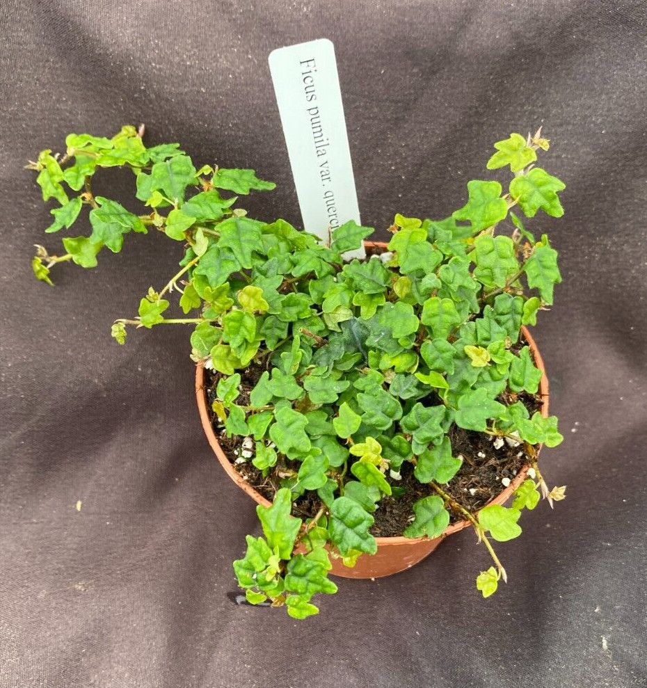 String of Frogs, Ficus pumila quercifolia, Rooted Plant Shipped in 3″ Pot
