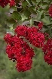 Crape Myrtle Dynamite Red | Extra Large 3 Gallon Plant | Vivid Red Blooms &…