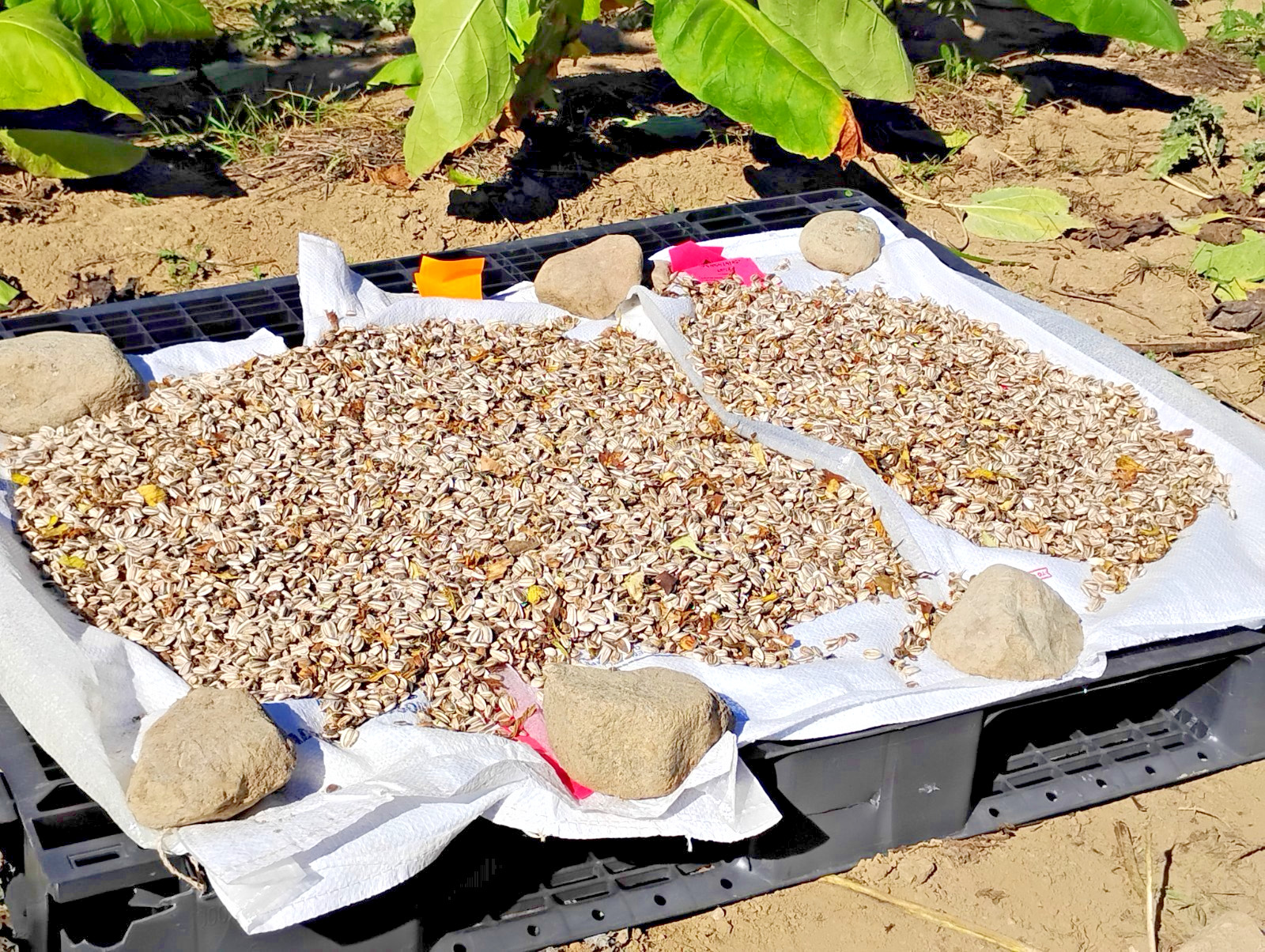 x100 Mammoth Grey Stripe Sunflowers – MICHIGAN GROWN! Organic, Heirloom, non-GMO