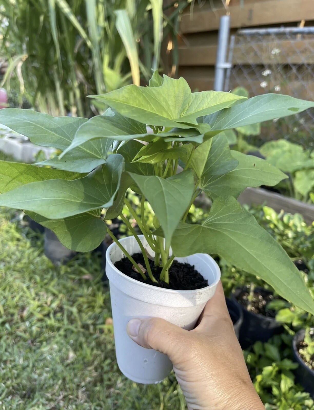 5 Rooted Okinawa Purple Sweet Potato Plants In A Cup Okinawa Sweet Potato Plants