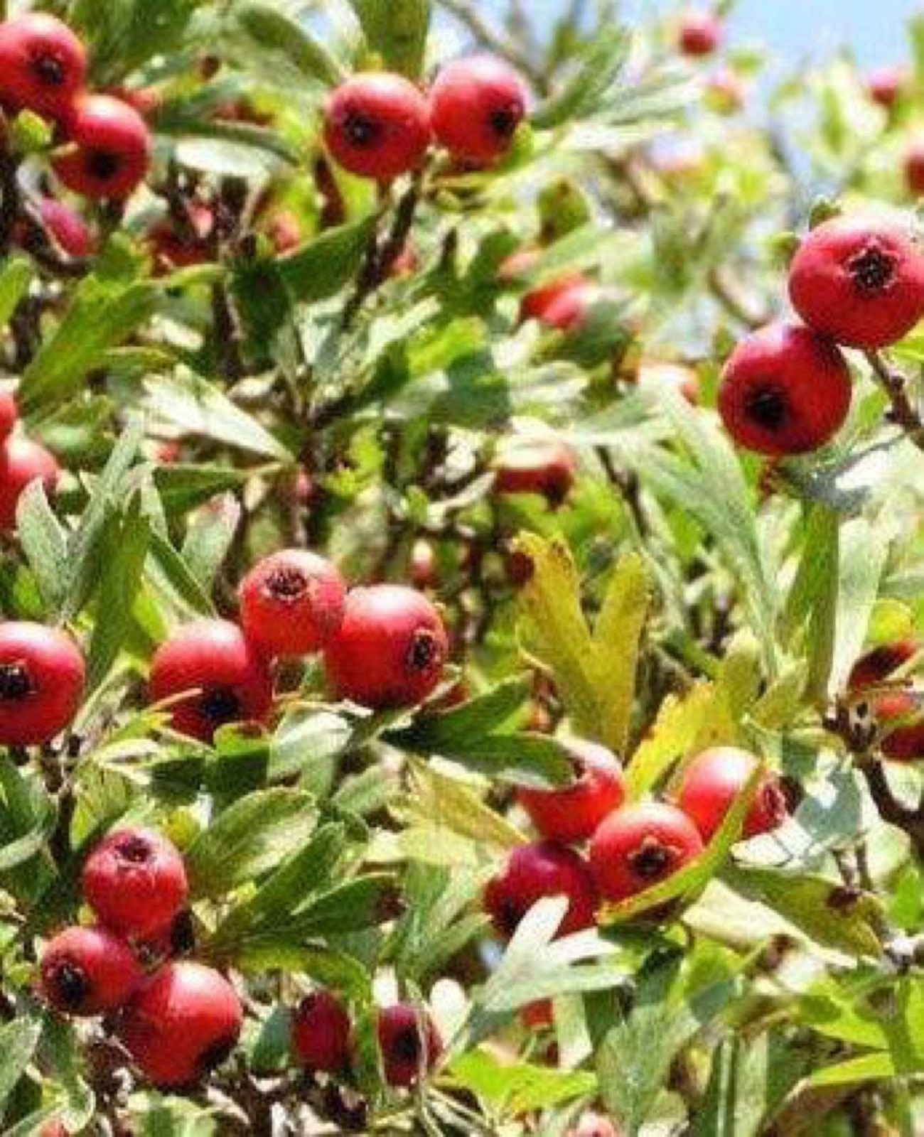 Red Azarole Hawthorn grafted 4x4x10 inches pot size 1 year old