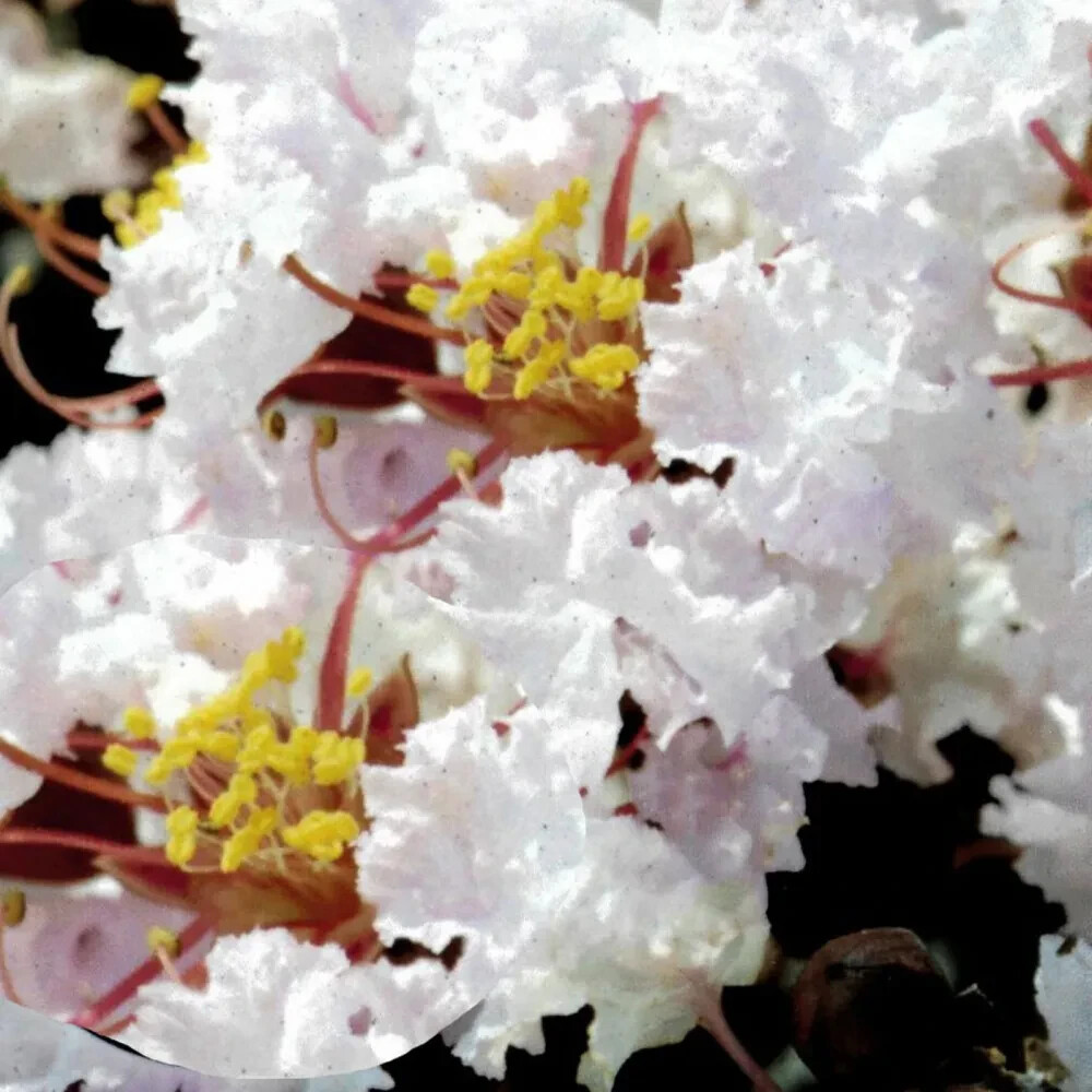 1(One) Live Plant of WHITE CREPE MYRTLE TREE 30-40″ Tall (ROOTED)
