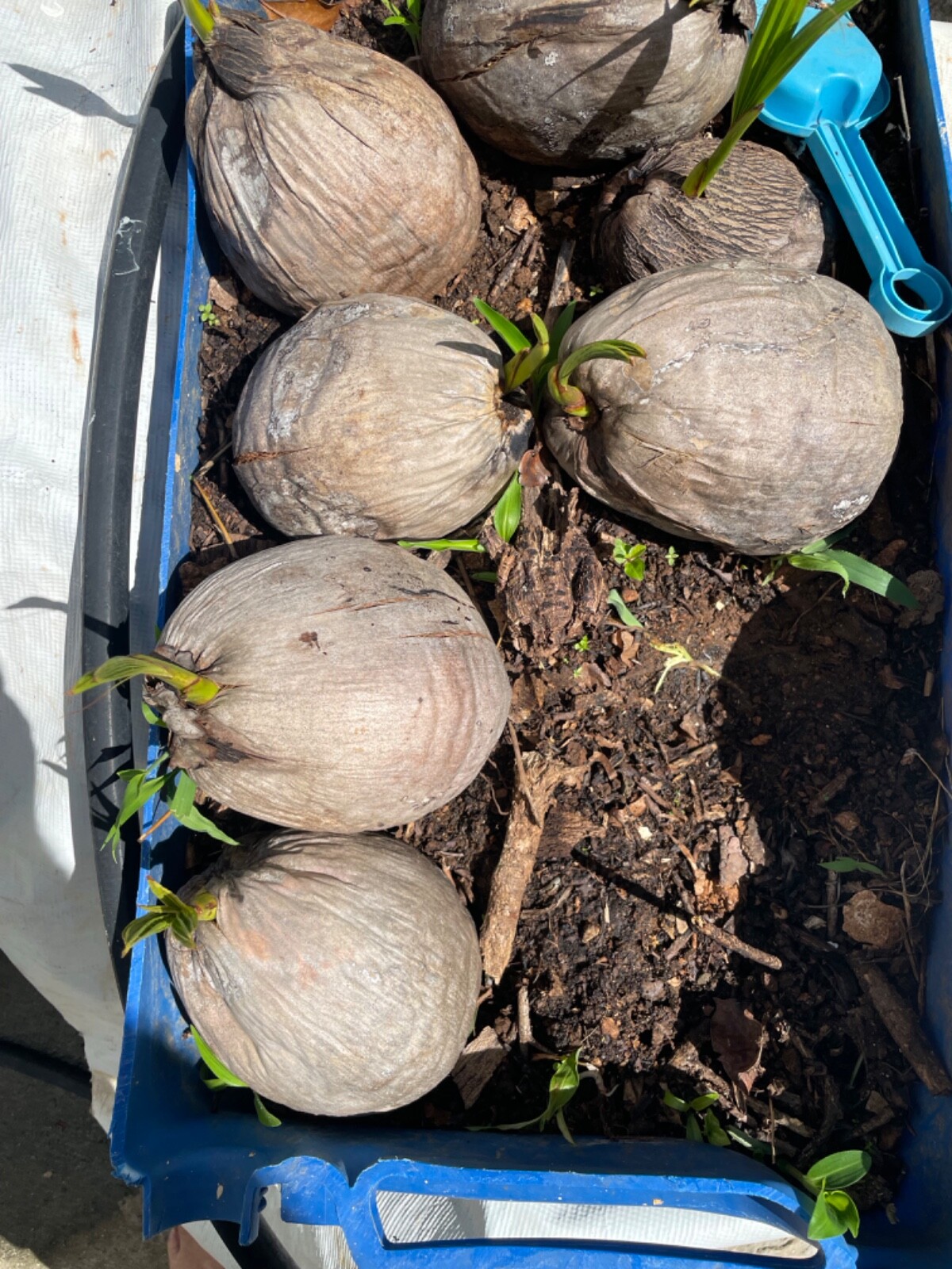 4 Dwarf Organic Coconut seed sprouted from Puerto Rico