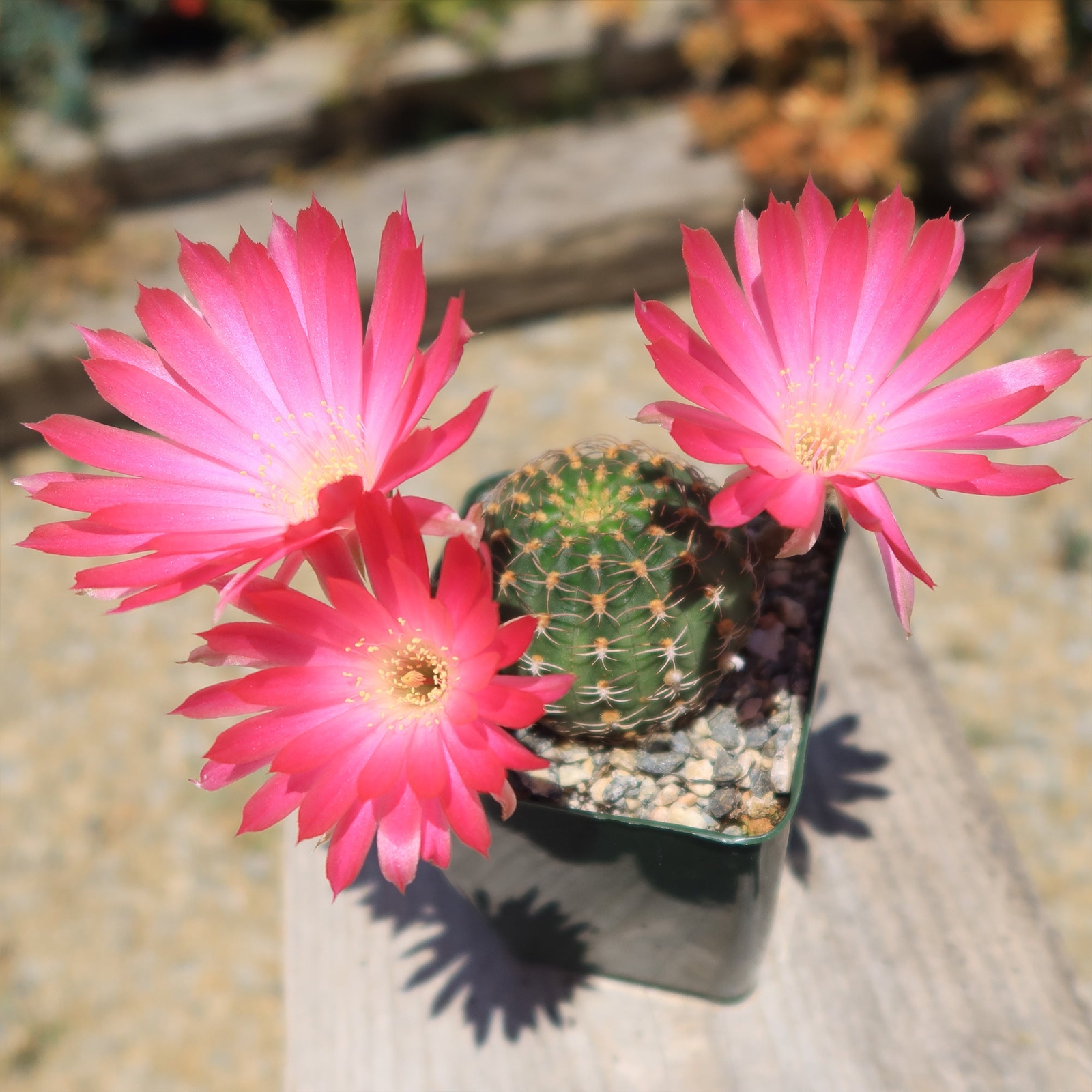 Lobivia winteriana cactus Cacti Succulent real live plant