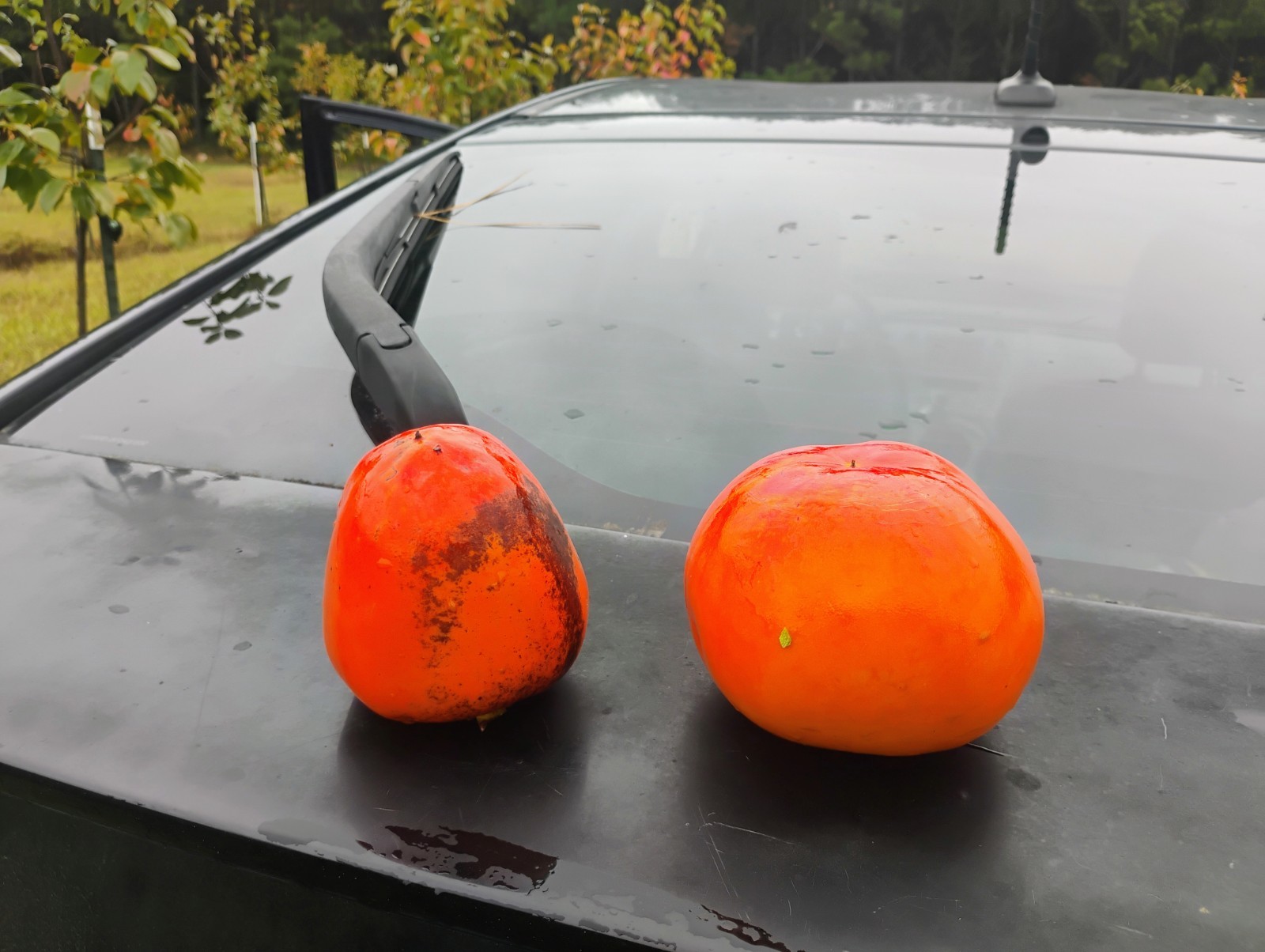 10 PCS HANA FUYU PERSIMMON TREE UNROOTED CUTTINGS 8″ Long For Grafting