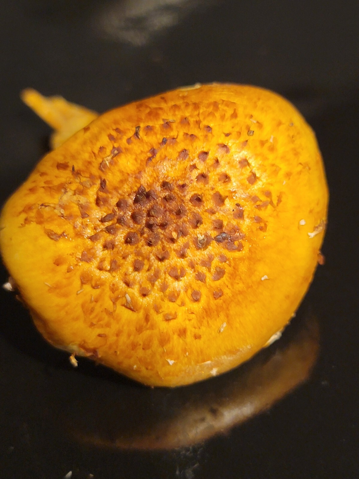 Chestnut Mushroom Pholiota adiposa Liquid Culture 10+ ml Sweet Snappy Nutty Rare