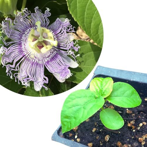 Organic Passion Flower Plant, 2.5 inch Pot, Passiflora incarnata, Maypop, North