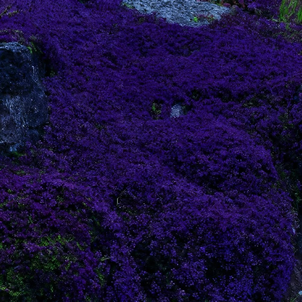 20000 Purple Creeping Thyme Seeds for Planting Outdoor,Creeping Phlox Ground Cov