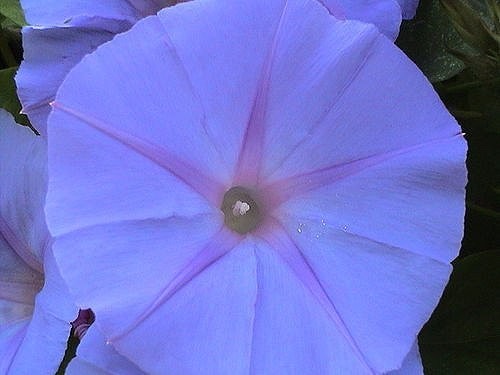 Heavenly Blue Morning Glory Seeds – Untreated Bulk 5 Lbs – Fresh Garden Flowers