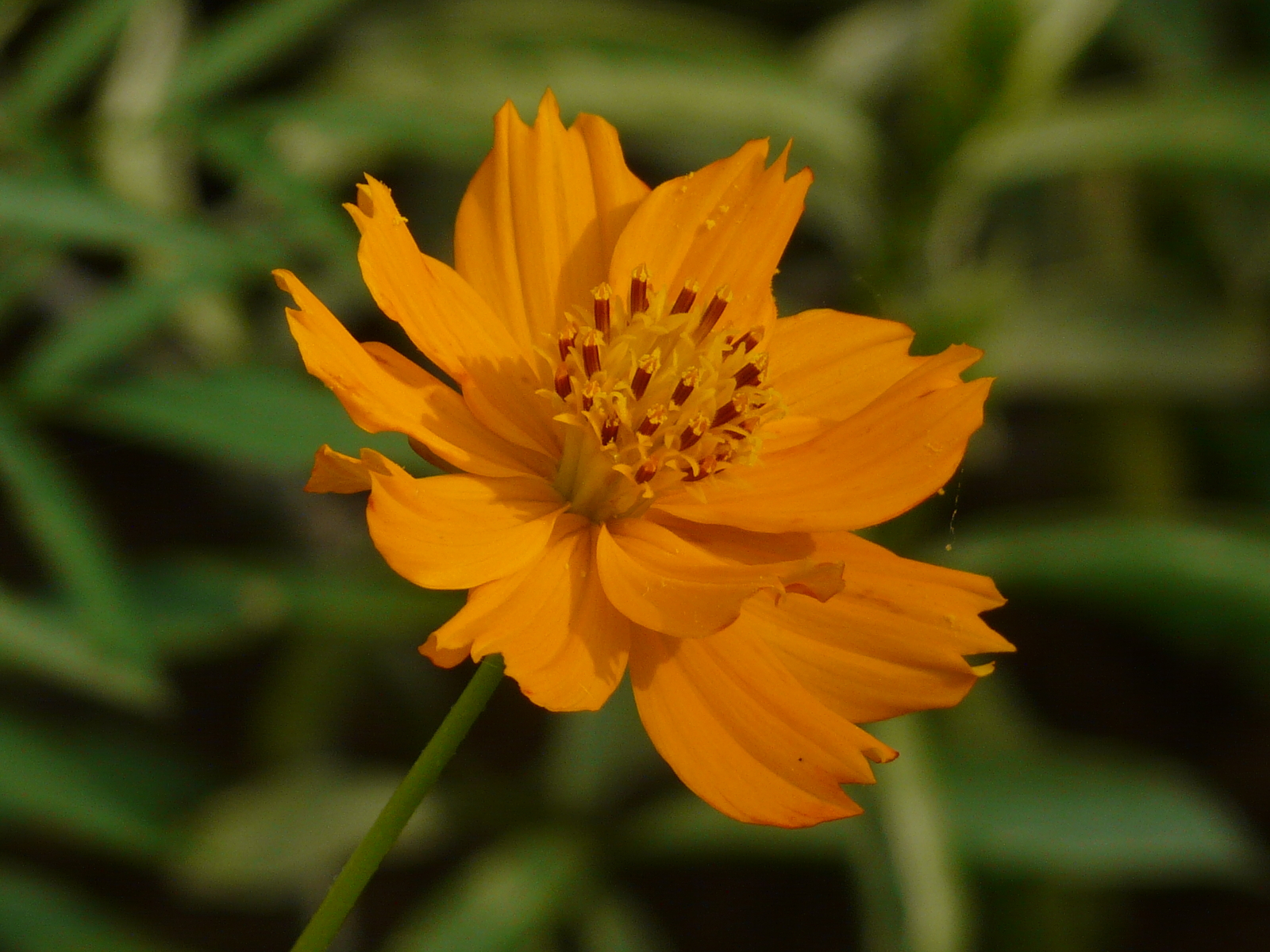 800 COSMOS SULPHUREUS Seeds (Sulphur Orange Cosmos) | NON-GMO | Free shipping