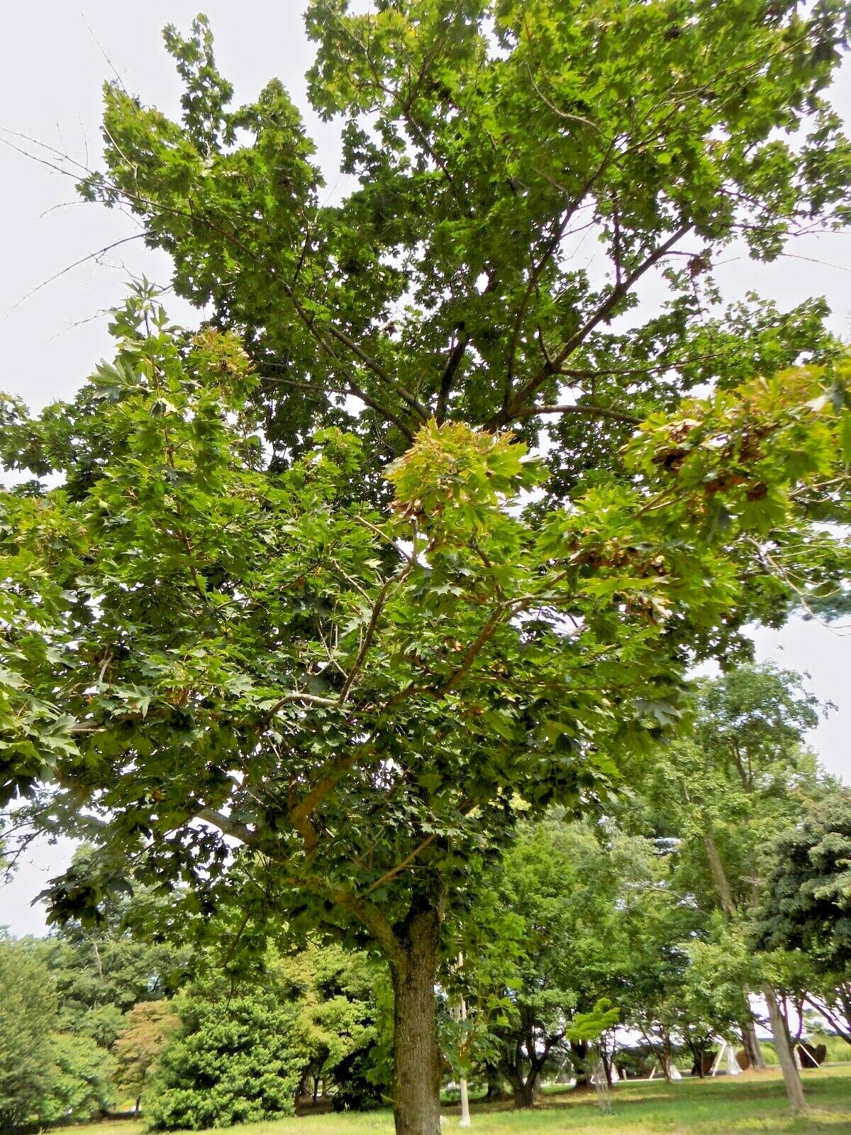 15 GREENLACE NORWAY MAPLE SEEEDS – Acer platanoides ‘Green Lace ‘