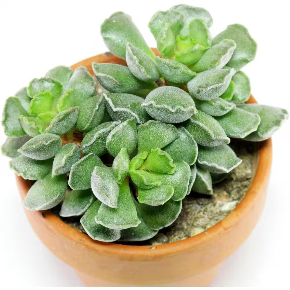 Crinkle Leaf Plant-Live Starter Plant in a 2 Inch Growers Pot-Adromischus Crista