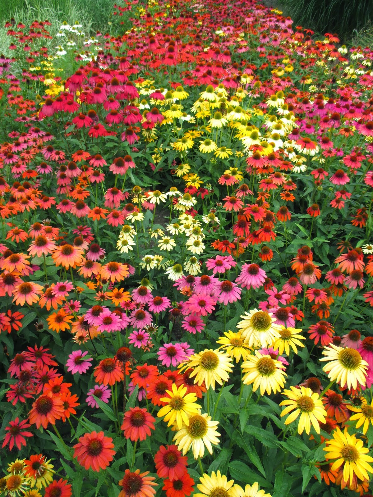 Cheyenne Spirit Coneflower Mix 50+ Fresh Seeds Yellow Red Orange ++ Echinacea