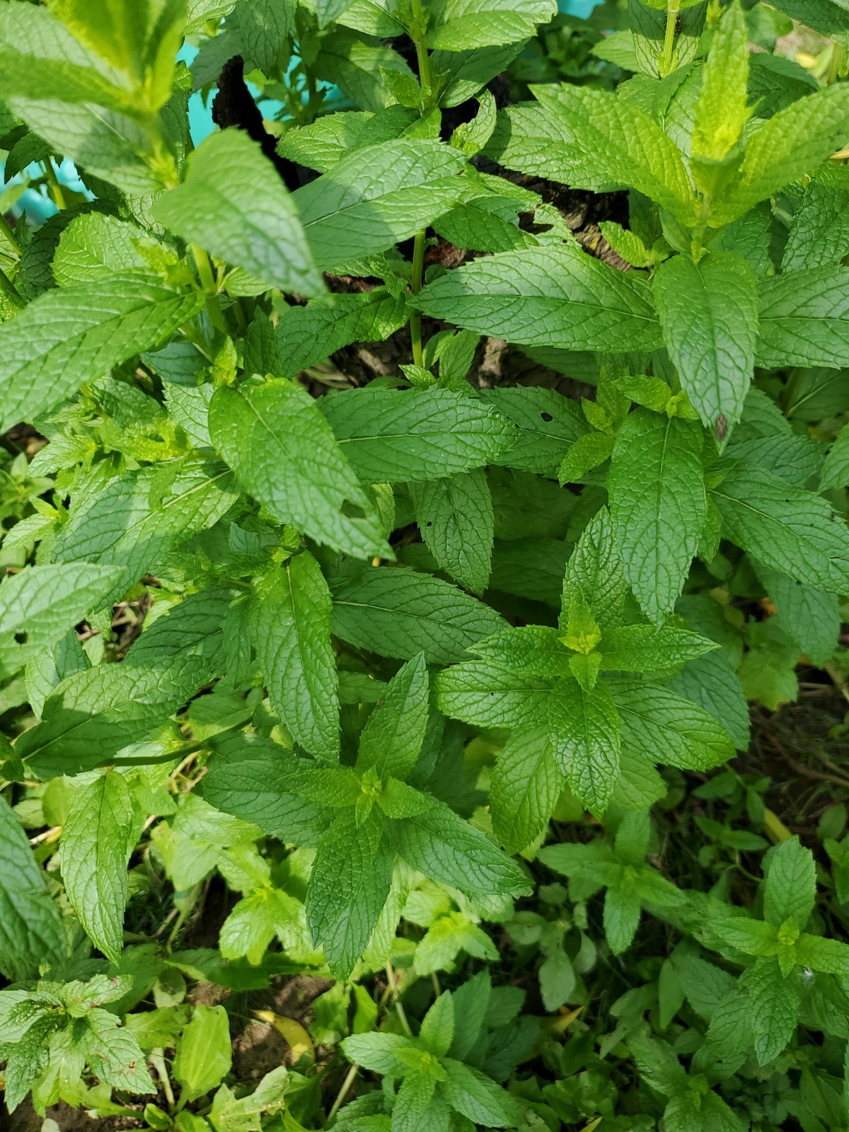 Mojito Mint Live Root