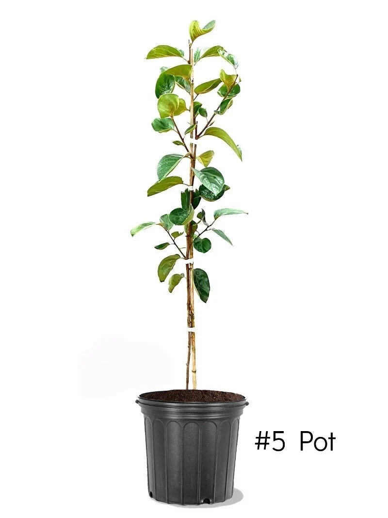 Fuyu Persimmon Tree 4-5 ft. Bare-root Sent January to April