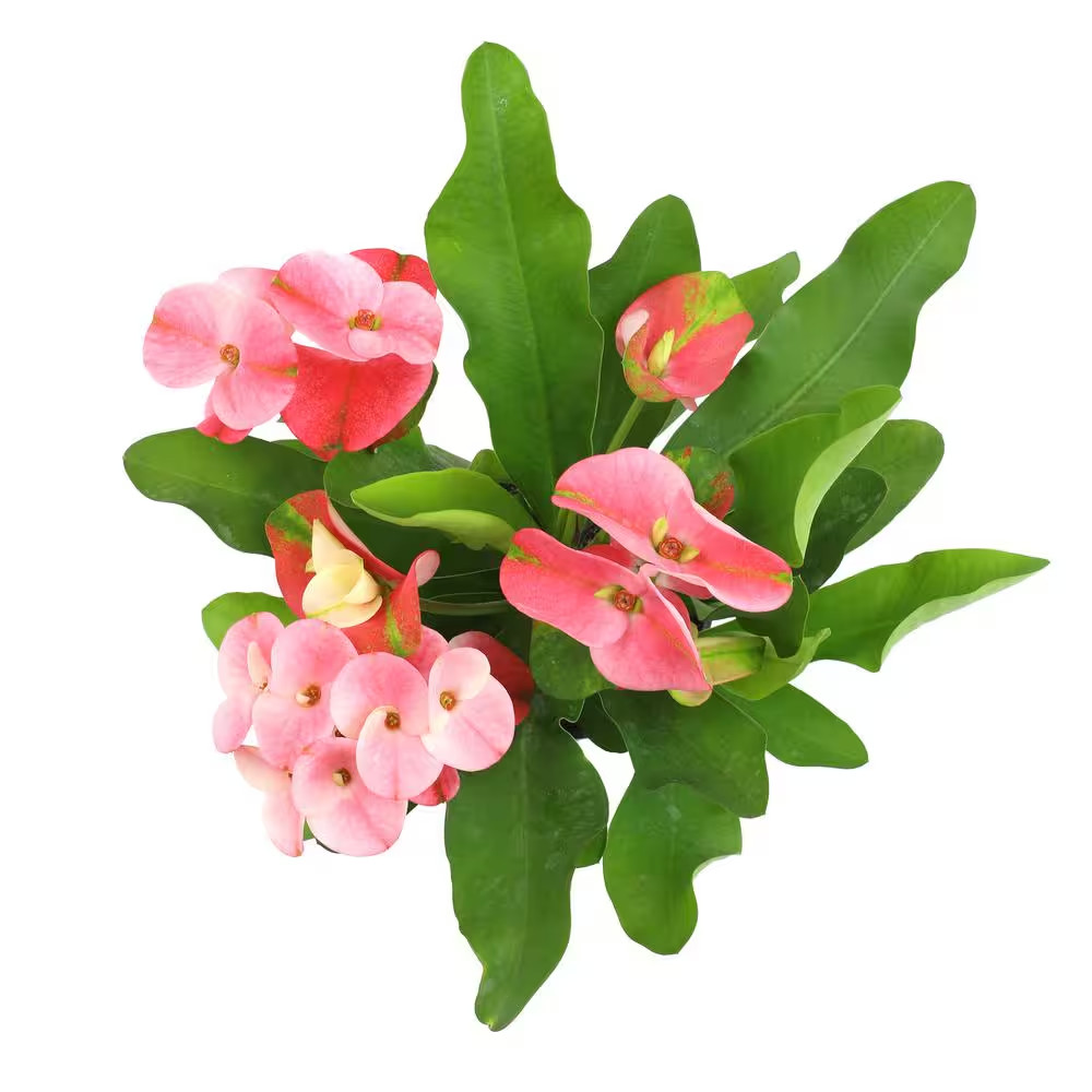 4.25 In. Euphorbia Milii with Pink Flowers Charlotte Variety Crown of Thorns Sin