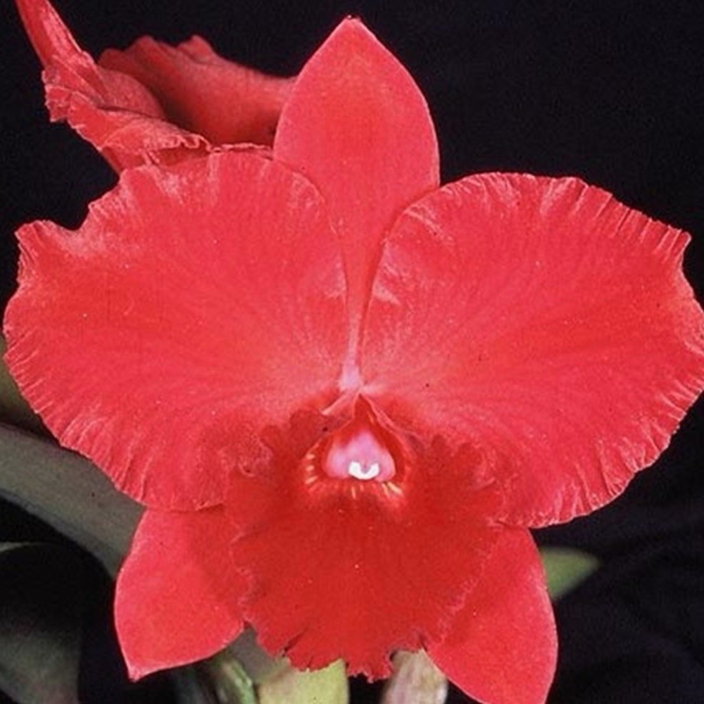 Rth.Carolina Orange D’or X Rlc.Rubescence – Mature Blooming Size Cattleya Orchid