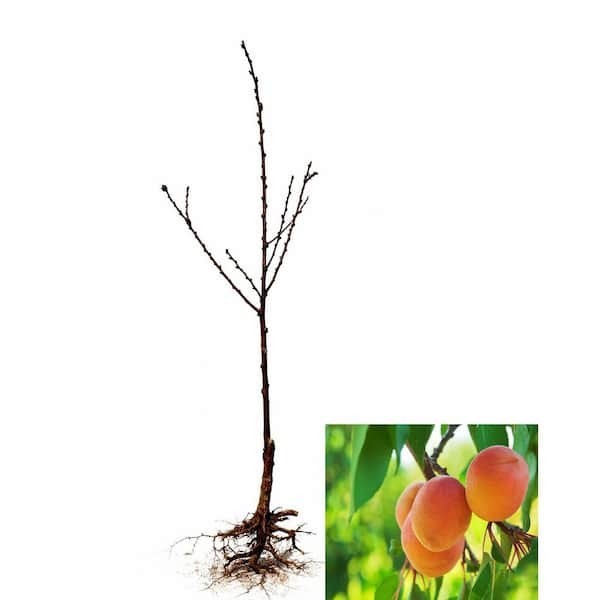 Dwarf Moorpark Apricot Tree – Bare Root, 3–4 ft., 2-Year-Old, Sweet Fruit