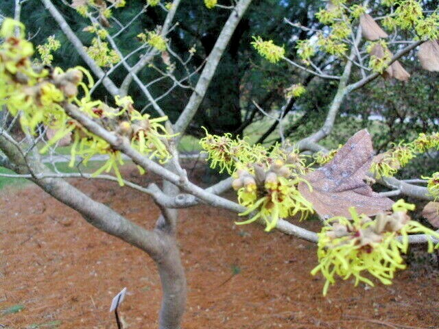 10 MOONLIGHT WITCH HAZEL SEEDS – Hamamelis x intermedia ‘Moonlight’