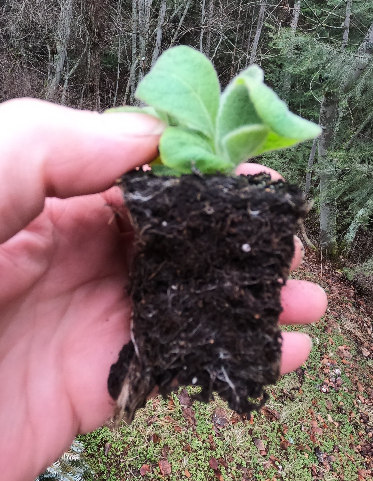 Mullein Starter Herb Plants – Live Common Mullein (Verbascum thapsus) – Organic