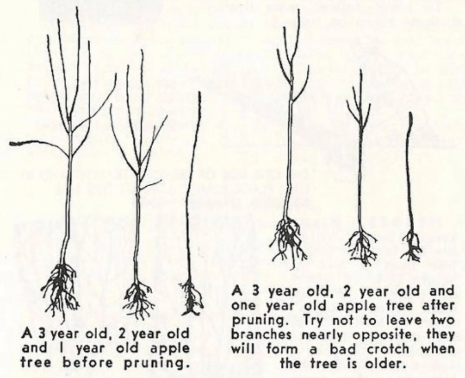 Red Azarole Hawthorn grafted 4x4x10 inches pot size 1 year old