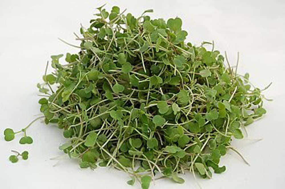 Logan’s Leafy Greens Mix Seeds for Sprouting microgreens, Arugula, Curled Cress.