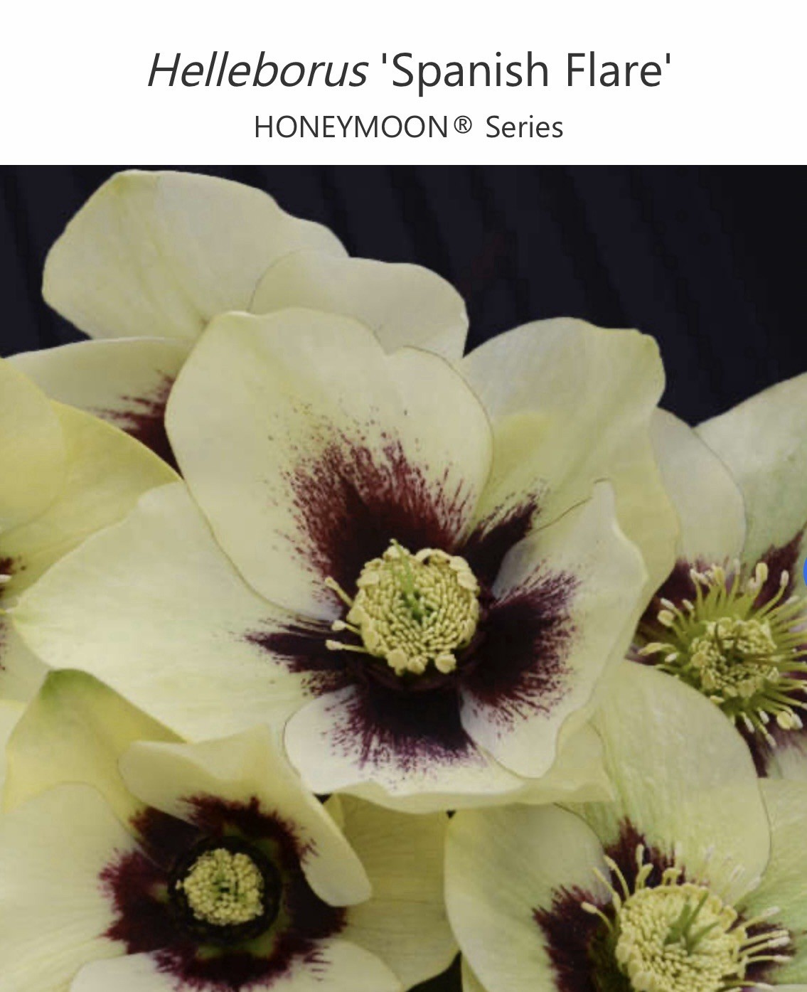 (4) Hellebores Collection. Live Plants. Package Deal!
