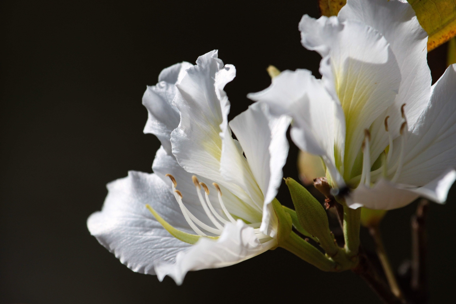 10 WHITE ORCHID TREE Bauhinia Alba Camel’s Foot Butterfly Flower Tree Seeds