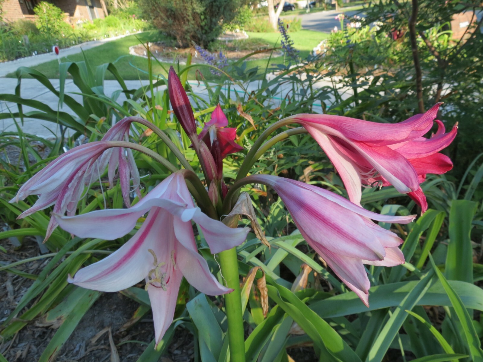 Crinum Lily, Lorraine Clark, variegated, small-size bulb, NEW