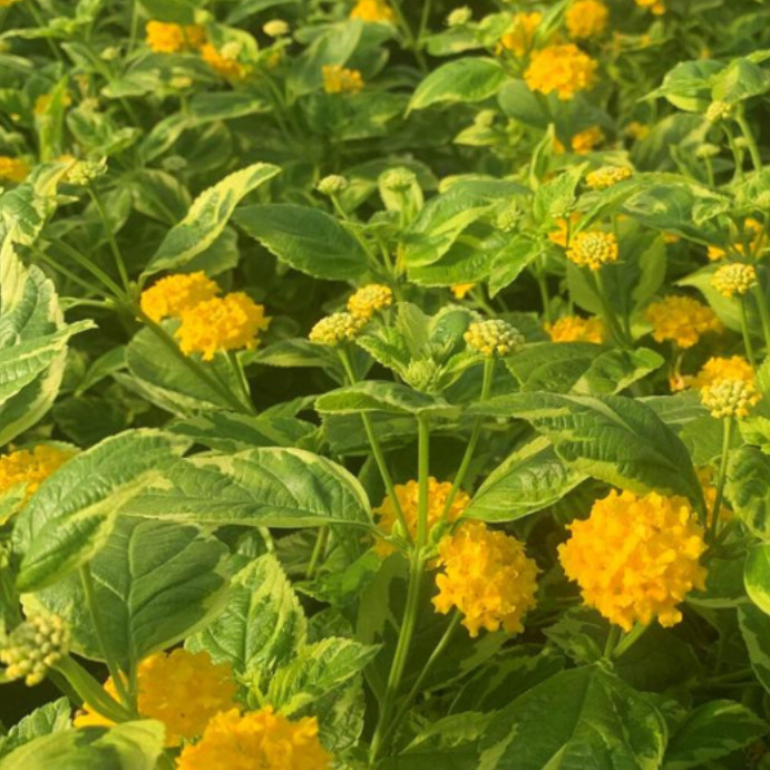 Samantha Variegated Lantana Plug Plant – 2-4″ Tall – Variegated Pollinator Plant