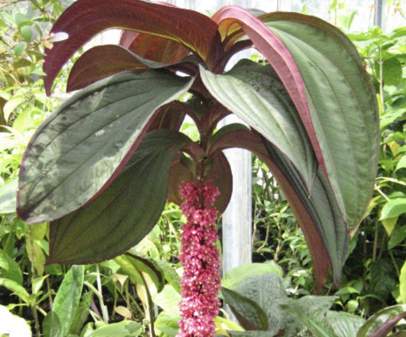 Gregori Hambali Medinilla Plant-SMALL Well Rooted STARTER Plant-Very Rare & HTF