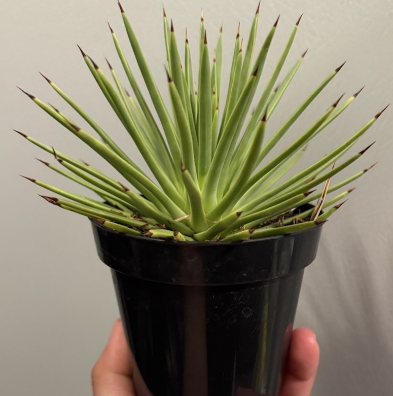 Agave stricta