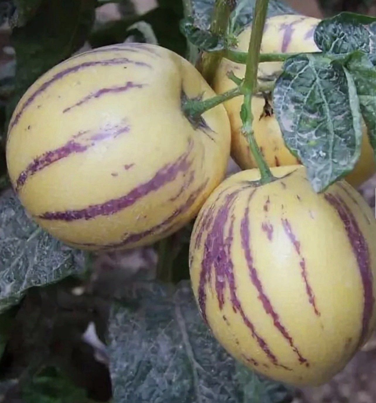 Pepino Melon Plant 15” Golden Sweet Ginseng Fruit Live Plant Free Shipping
