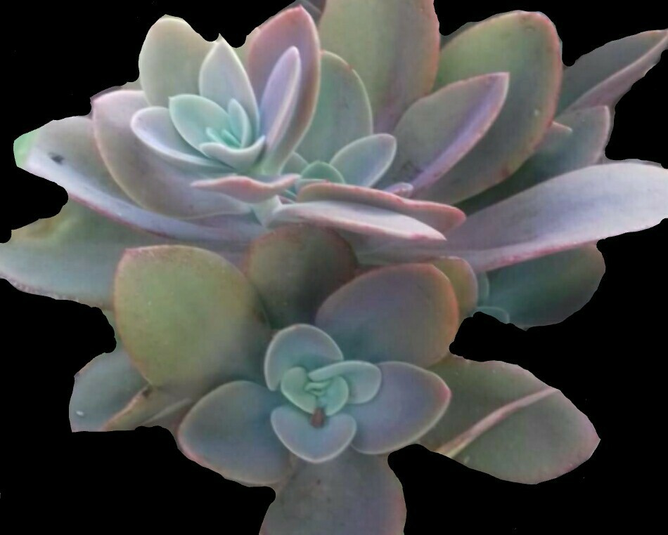 30 Echeveria Seeds Gibbiflora var. Metallica Metallic Blue Pink Succulent Seeds