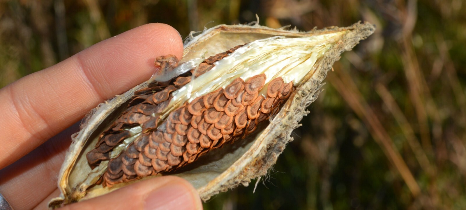 18 Common Milkweed Pods with Seeds, Asclepias Syriaca,2023 Fall Crop. Monarch H